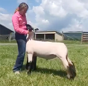 Champion Market Lamb Greenbrier/Monroe Youth Livestock Virtual Show Champion Market Lamb Greenbrier/Monroe Youth Livestock Virtual Show