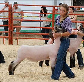 Reserve Champion Middleweight Rockingham County Fair, VA Reserve Champion Middleweight Rockingham County Fair, VA