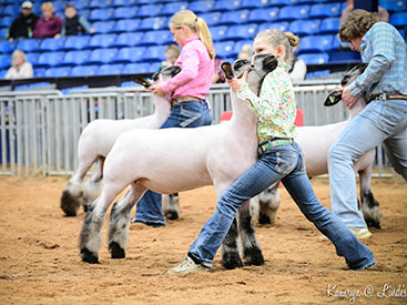 Champion Hampshire Pennsylvania Youth Livestock Expo Champion Hampshire Pennsylvania Youth Livestock Expo