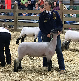 Grand Champion 2018 Black Walnut Festival Grand Champion 2018 Black Walnut Festival