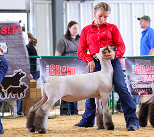 Reserve Champion Hamp Scarlet & Gray Show 1 Reserve Champion Hamp Scarlet & Gray Show 1