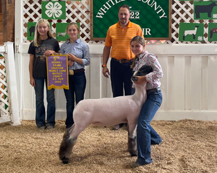 Fifth Overall Market Lamb Whitley Co Fair, IN Fifth Overall Market Lamb Whitley Co Fair, IN