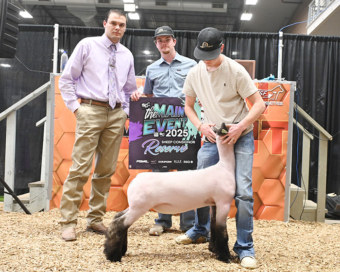 Reserve Champion Lamb The Main Event Reserve Champion Lamb The Main Event